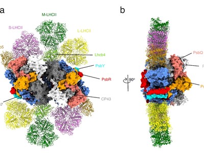 Celková architektura superkomplexu fotosystému II z C. ohadii