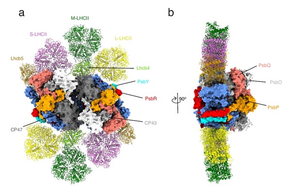 Celková architektura superkomplexu fotosystému II z C. ohadii