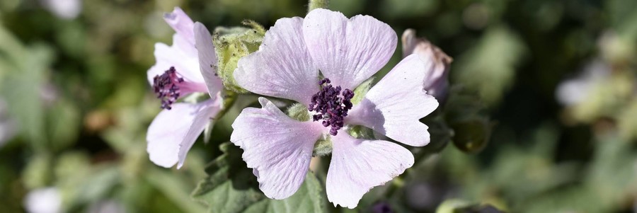 althaea